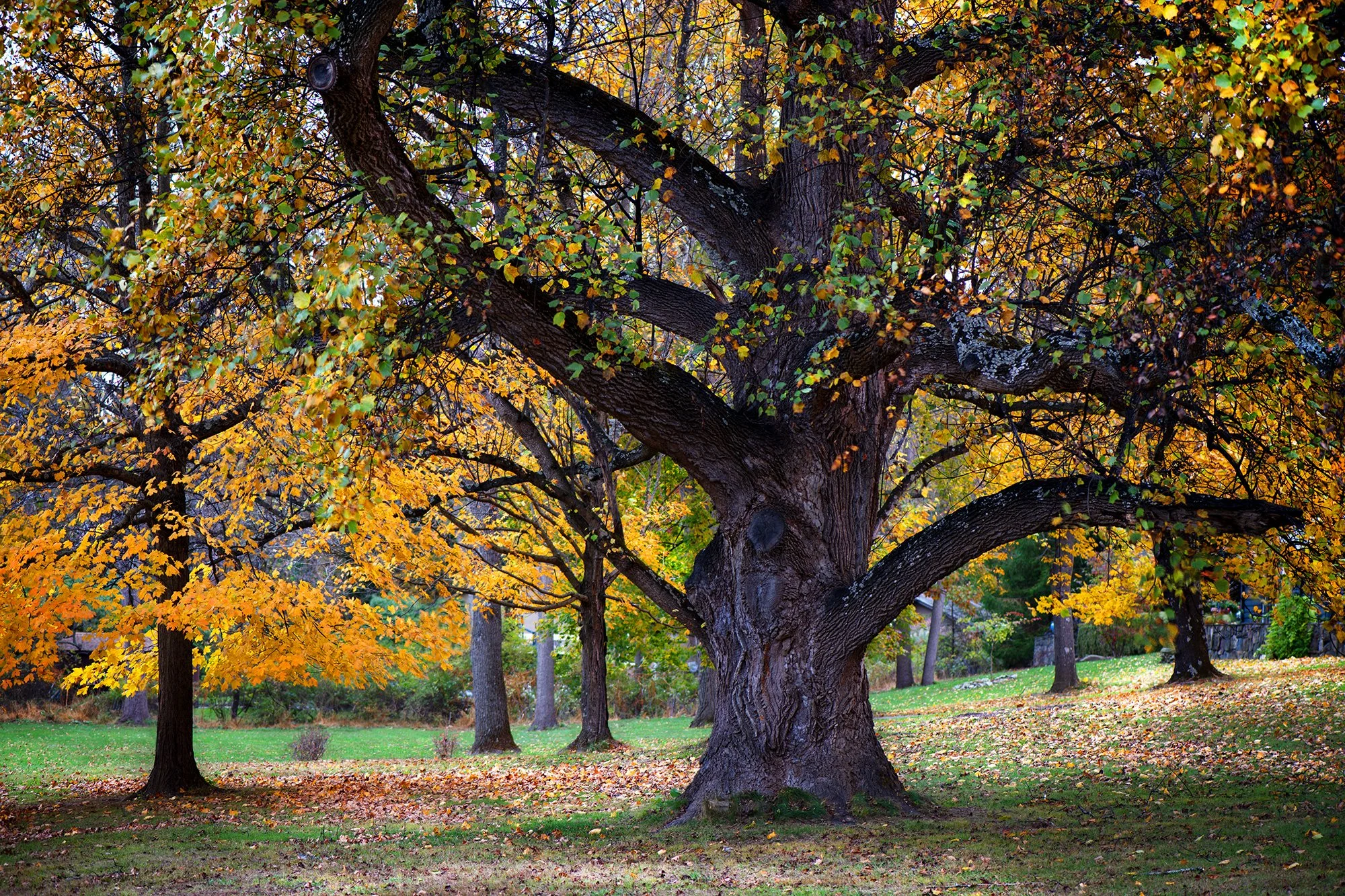 ZUPCU PHOTOGRAPHY — ART FOR LEASE